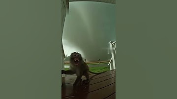 Sad monkey hit by tornado. #ai #sora #tornado #monkey #viral