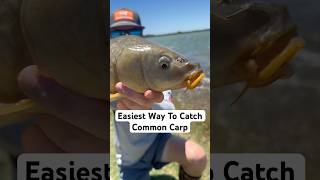 How To Catch Carp! (EASY) #fishing #fishingtips #howto #catch #carp #carpfishing #corn