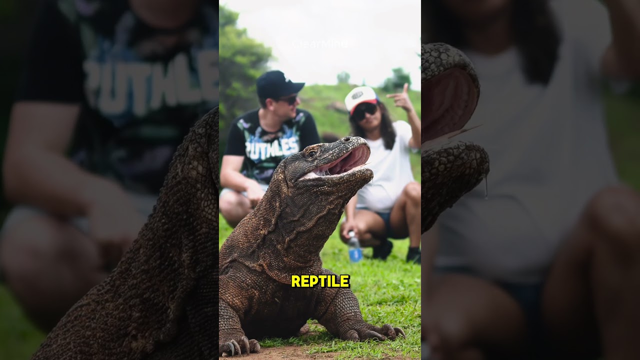 Top 5 Most Dangerous Reptiles in the World You Should Know!
