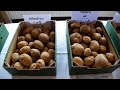 Potato variety days Norika Binst Breeding & Selection