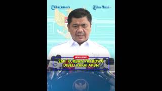 1098 Sapi Kurban Prabowo Dibeli Pakai Apbn