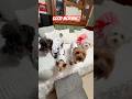 We're dressed to impress! 🤣 Good morning! #dogsofyoutube #yorkie #goodmorning #cutenessoverload ❤️