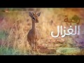 شيله رقبه الغزال اداء منير البقمي 