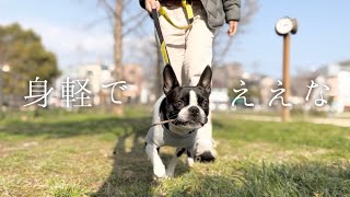 自称ミニマリストの散歩グッズ紹介〜身軽に愛犬との散歩を楽しもう♪〜【ボストンテリア】