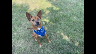 KPRC 2 Pet Project: Meet Randy!
