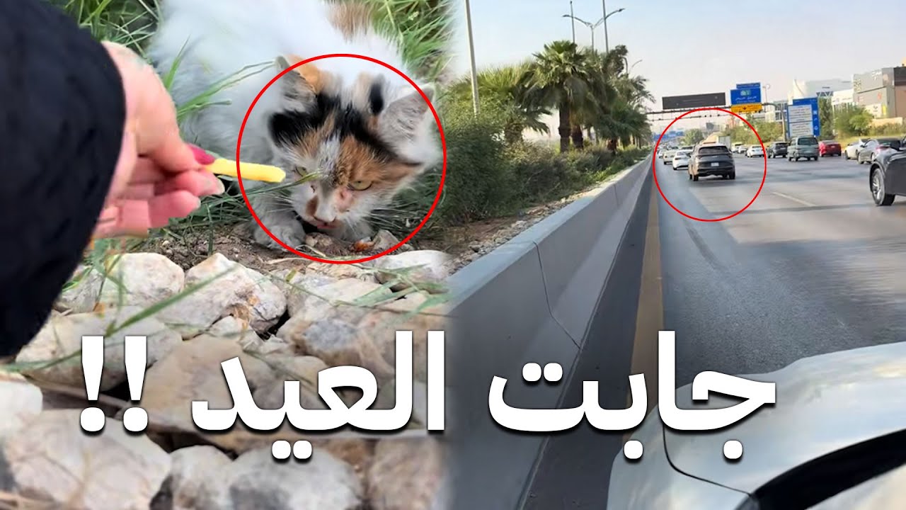 هذي البنت وقفت في نص الدايري وسوت الحركة الغبية هذي !!