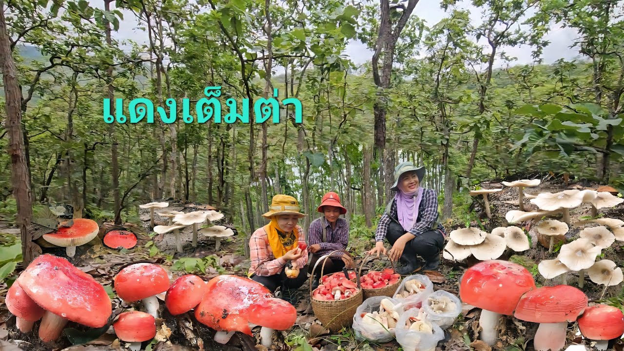 อลังการความหมาน!!หมาน2เด้งเห็ดก่อแดงหลวงเห็ดปลวกขาวใหญ่เจอแบบนี้ดีใจสุดๆจ้า