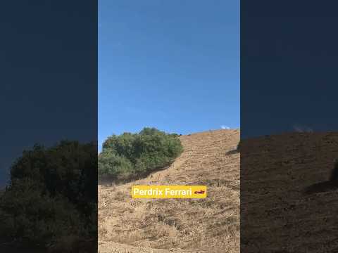 حجلة ب 50 خيل ههه الصيد البري 