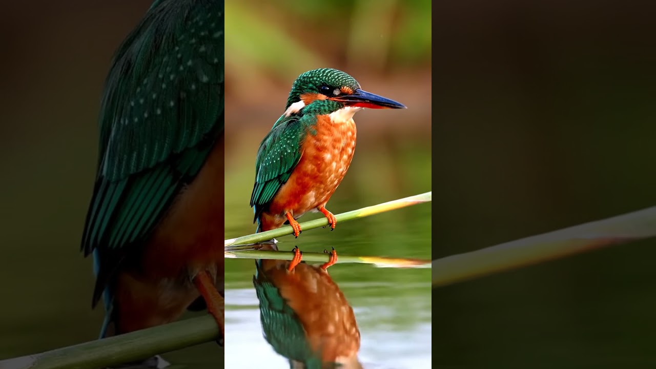 Kingfisher Whistling by the River – Relaxing Nature Sounds for Peaceful Mind  