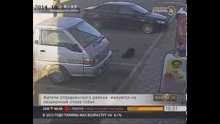 Кубань - Жители Отрадненского района возмущены убийством пса Шустрика