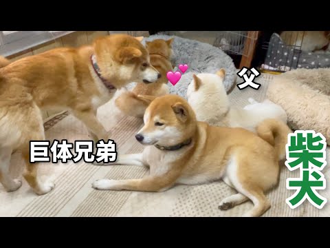 柴犬子犬から巨体兄弟にバージョンアップされても変わらない父柴犬への愛w