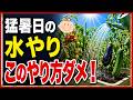 【知らないと枯れる…】猛暑日の水やりで絶対にやってはいけない5つのNG行動 ~初心者・プランター家庭菜園~