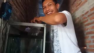 Waooo...Louhan SRD Impor Thailand Datang Farm EmHa.