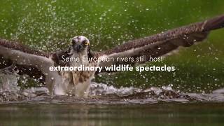 Famous How protecting our rivers can help the dancing mayfly spectacle return Wealth