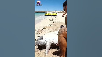Thumbnail of Two Men Save Stranded Sea Turtle