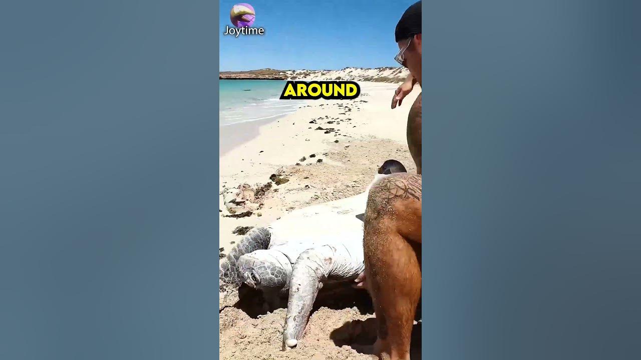 Two Men Save Stranded Sea Turtle