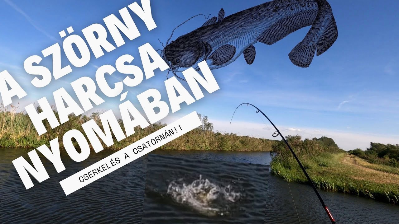 A Szörny harcsa nyomában! pergetés a csatornán.