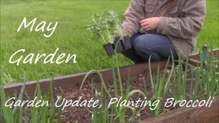How To Plant Broccoli ~ Raised Bed Gardening ~ How To Start A Garden ~ My Quaint Cottage