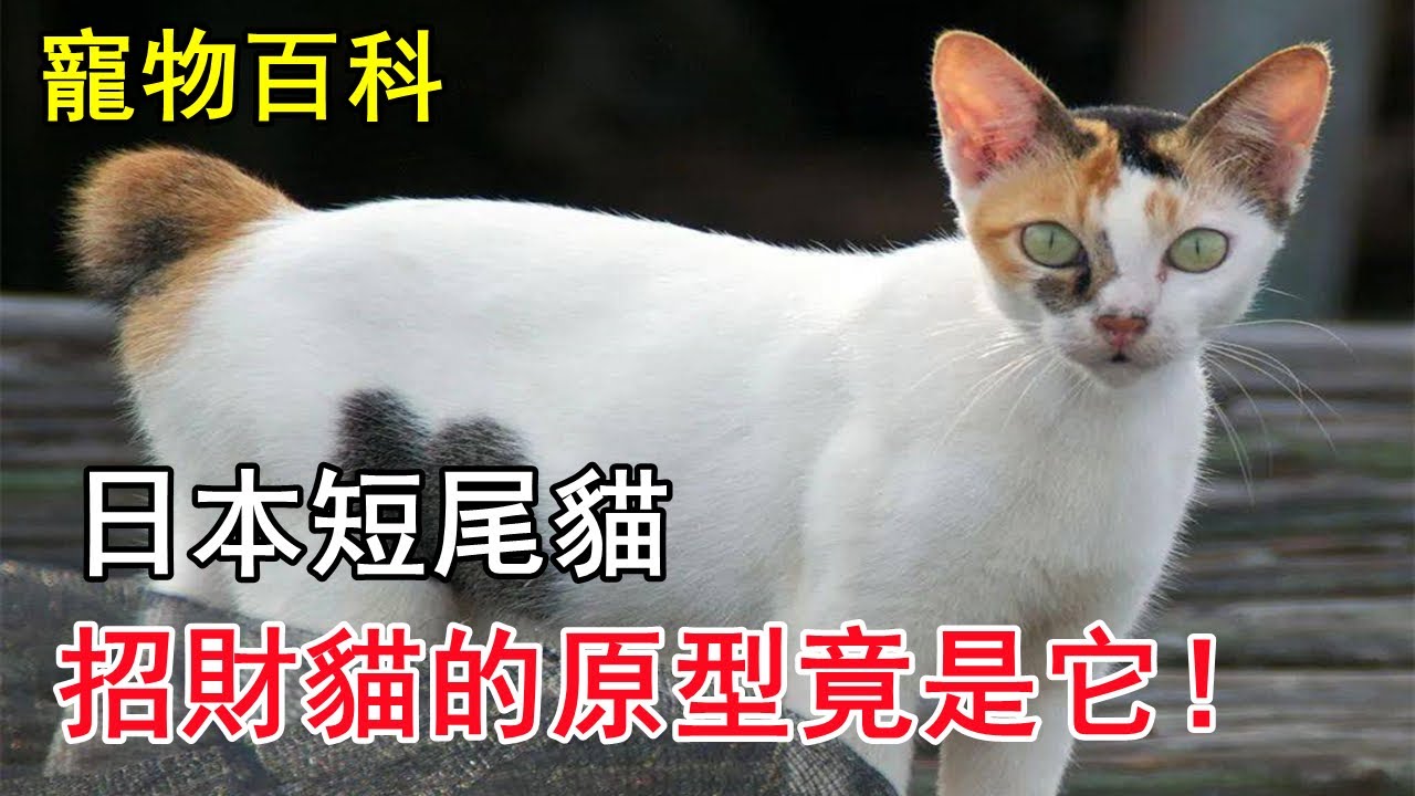 日本短尾貓 人見人愛的招財貓 原型竟然是它 Youtube