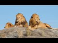 Wildlife Animals | Safari Moments | Forest | Free HD Videos - no copyright footages Mp3 Song