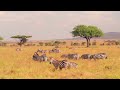 Wildlife animals  safari moments  forest  frees  no copyright footages