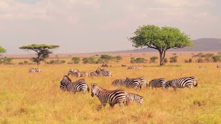 Wildlife Animals | Safari Moments | Forest | Free HD Videos - no copyright footages