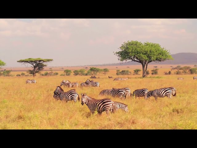 Wildlife Animals | Safari Moments | Forest | Free HD Videos - no copyright footages class=