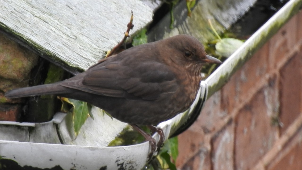 Wild Birds in my Garden. Feed the birds UK 19 02 26