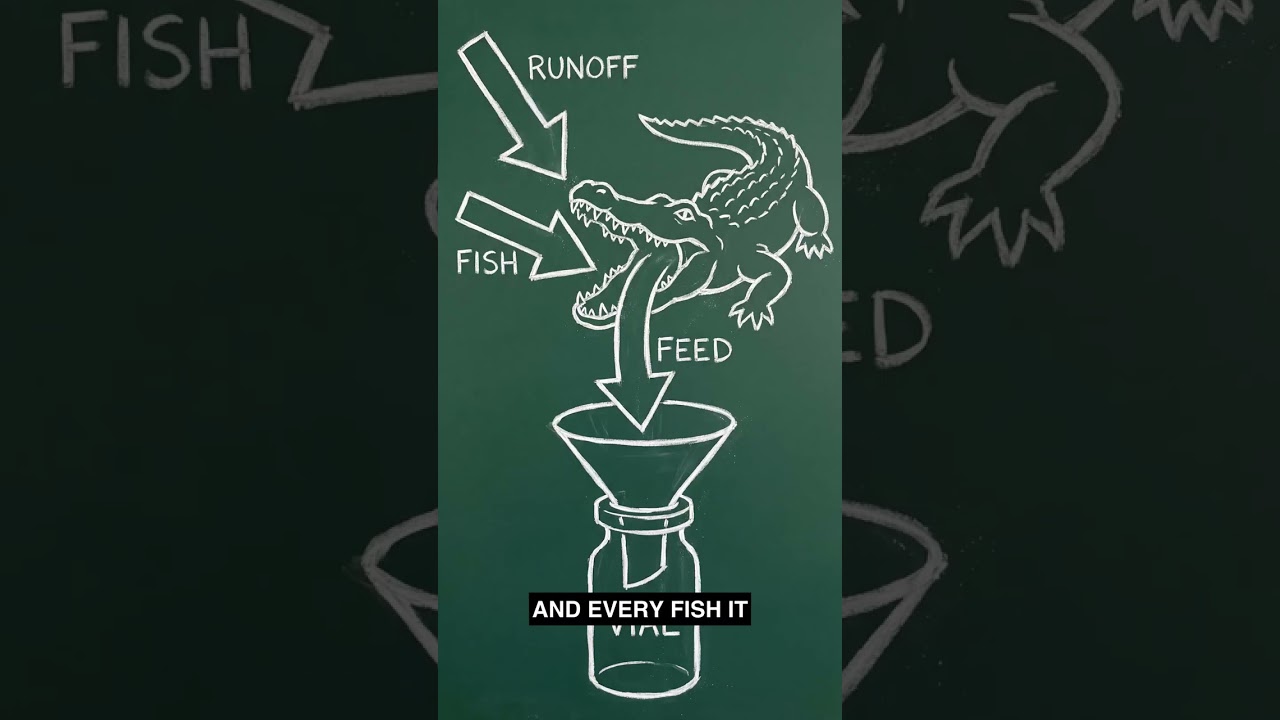⚠️Your Tap Water at Risk: Alligator 🐊 Blood Warning 