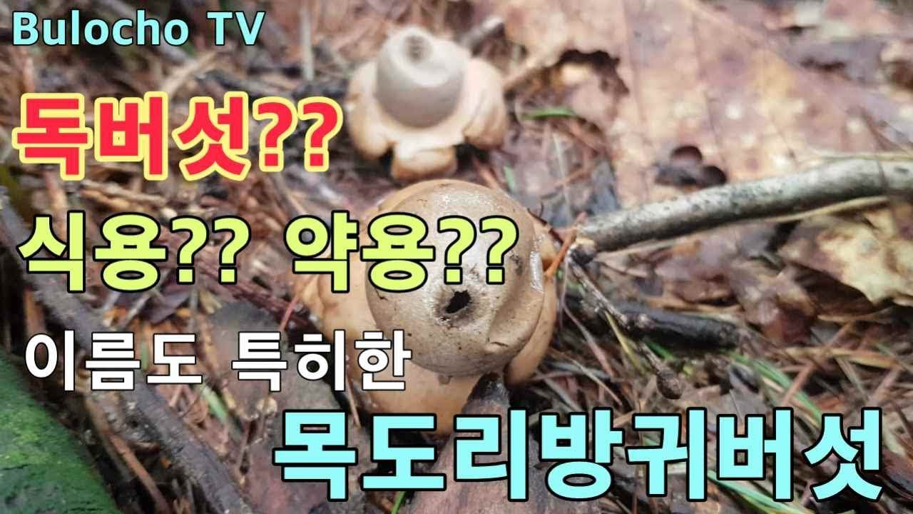 불로초 TV 이름도 신기한 목도리방귀버섯(약용버섯)wild mushroom in korea YouTube