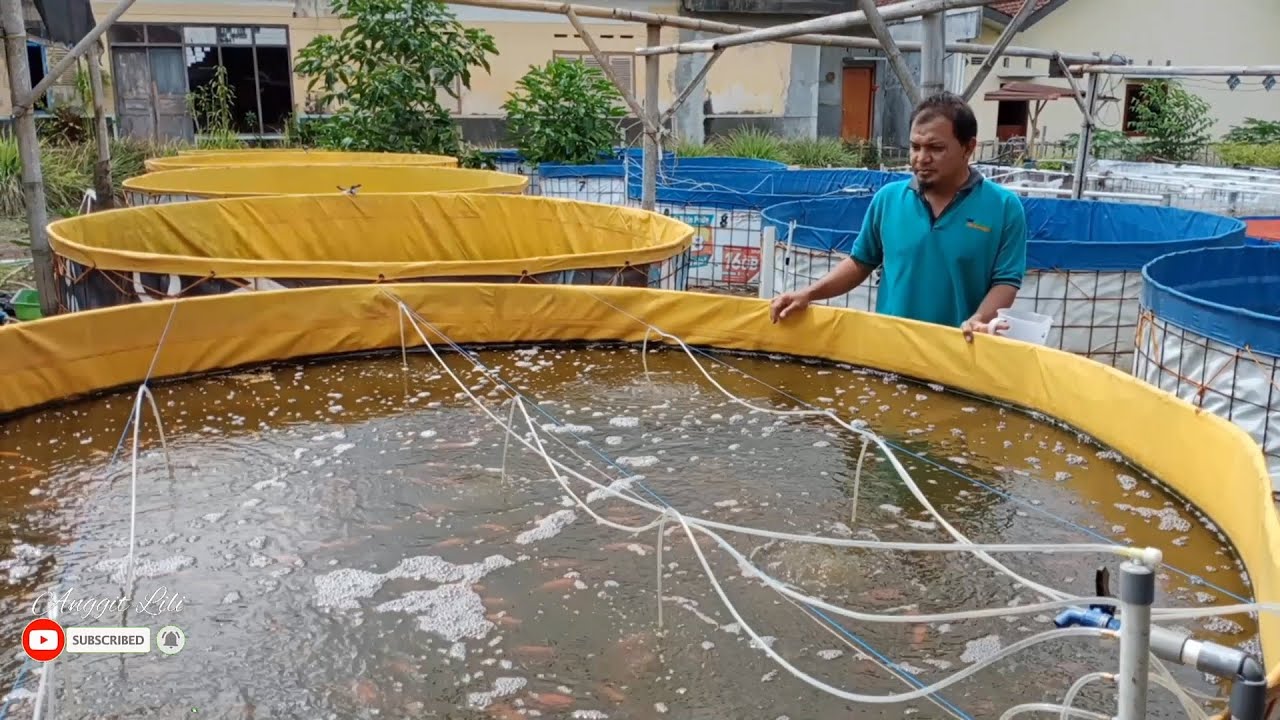 BUDIDAYA NILA SISTEM BIOFLOK 