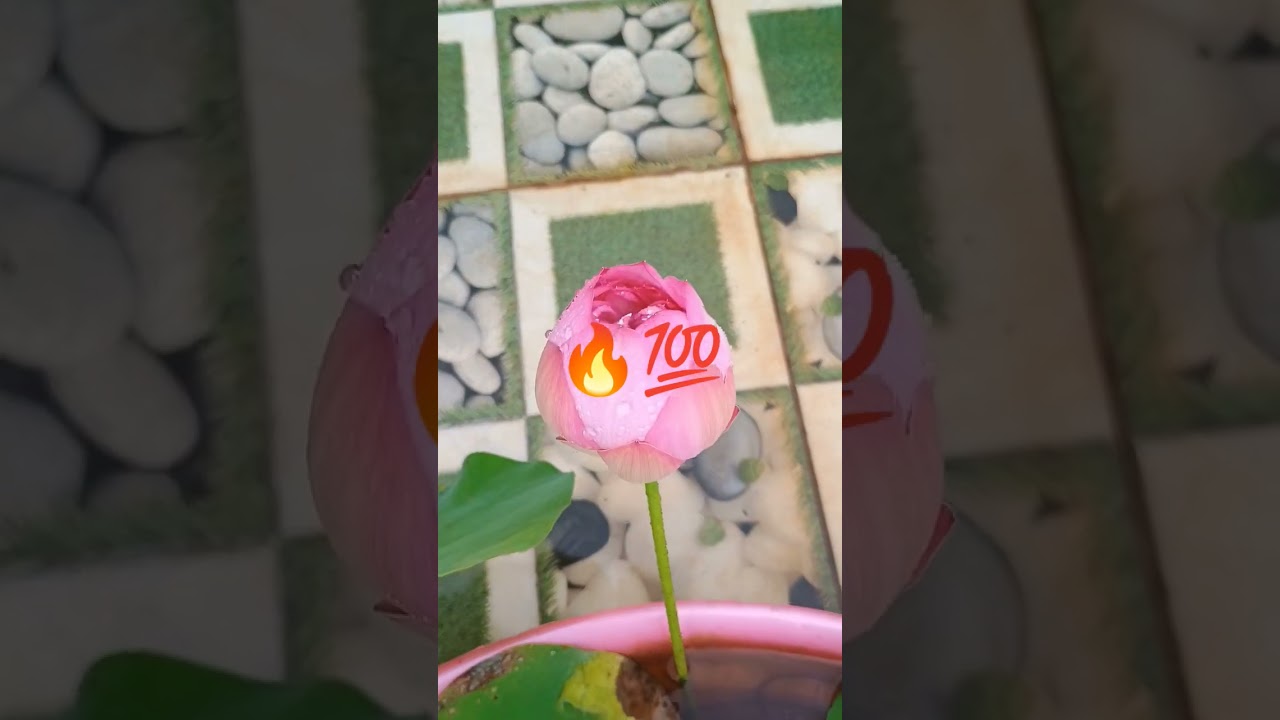 Lotus sees only#filth all its #life get #turns#beautiful🔥📈