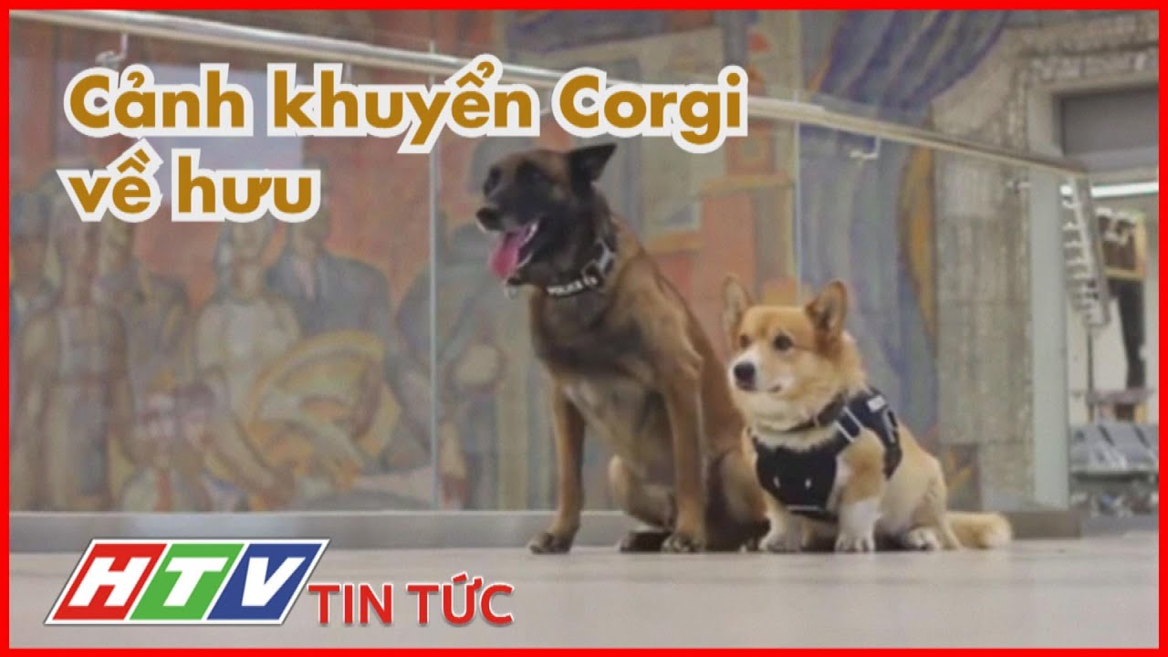 NGA: CẢNH KHUYỂN CORGI DUY NHẤT VỀ HƯU | HTV TIN TỨC