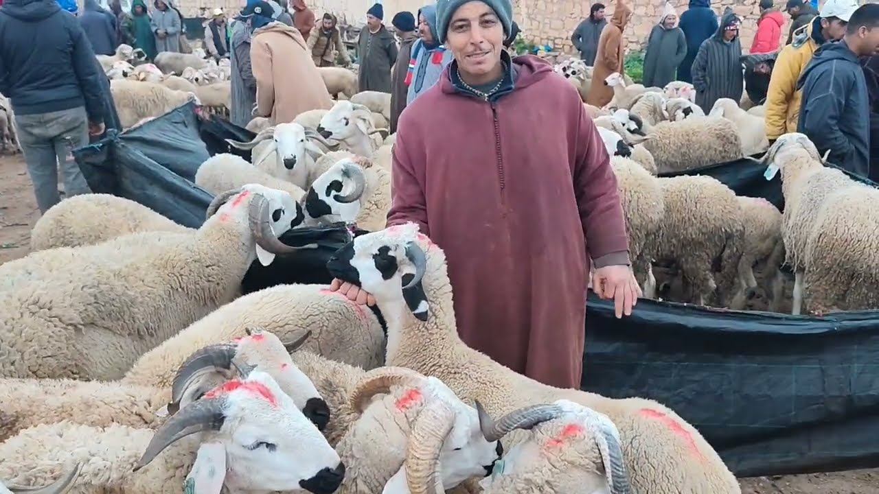 من سوق احد البروج إقليم سطات 🇲🇦 اتمنة المواشي صنف الاغناممع أمطار الخير8 /3/2026🤲