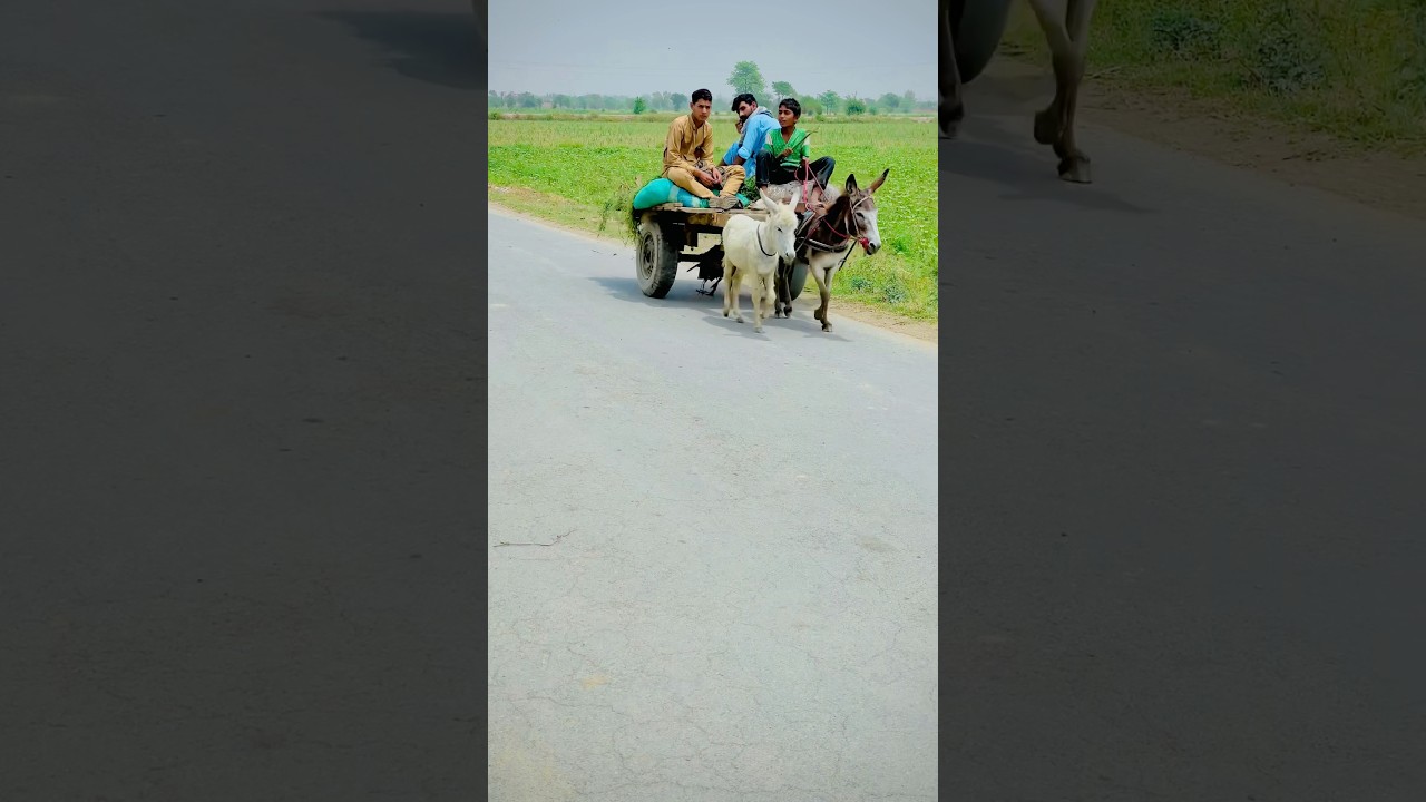 Beautiful Village life Punjab Pakistan♥️/ 
