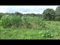July 2017 Update on FoodPrepping's Large Vegetable Garden in Moneta VA