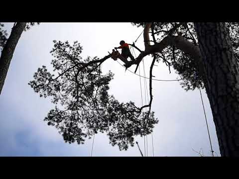 Wideo: Profesjonalna Wycinka Trudnych I Niebezpiecznych Drzew