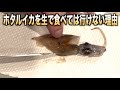 【危険】ホタルイカをそのまま生で食べてはいけない理由がこちら　#shorts