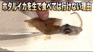 【危険】ホタルイカをそのまま生で食べてはいけない理由がこちら　#shorts