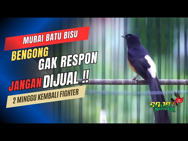 Mengatasi murai batu Bengong kurang respon terhadap lawan class=