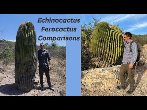 Video: Piante di cactus a botte: scopri le diverse varietà di cactus a botte