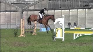 Nelson's Twinkeling Z 5y Broechem