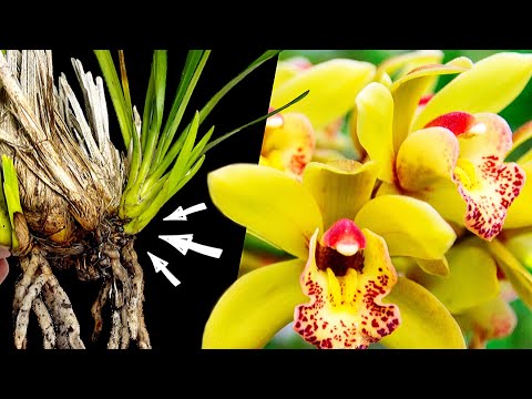 Video: Cymbidium Orchid: beskrywing, kenmerke en sorg by die huis