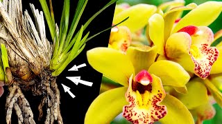 ⭐MÁS FLORES: Trasplante y Cuidados del Cymbidium screenshot 3