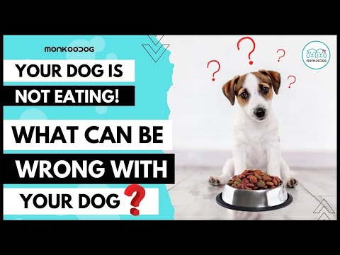 Top 5 reasons why my dog is not eating anything