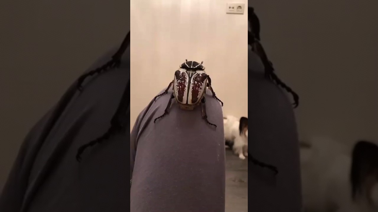 Kumbang Ini Bisa Meledak Saat Marah!