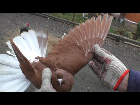 Голуби, Олег Михалыч,