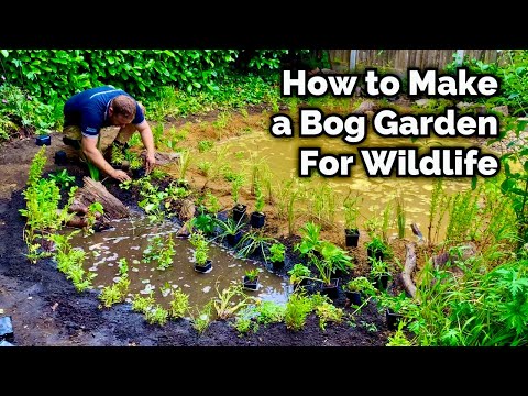 Video: Bog Garden Thực vật và Thiết kế - Vườn Bog là gì