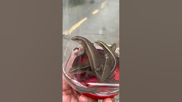 Câu rắn mối về nuôi