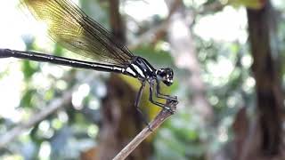 Dragon Fly - Sri Lankan Rivers